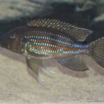 Gnathochromis permaxillaris