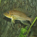 Gnathochromis permaxillaris