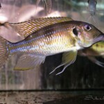 Gnathochromis permaxillaris