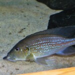 Gnathochromis permaxillaris