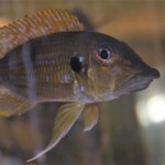 Gnathochromis permaxillaris
