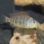 Gnathochromis pfeferi Uvira