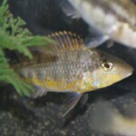 Gnathochromis pfeferi Uvira