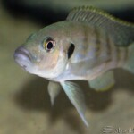 Greenwoodochromis christyi