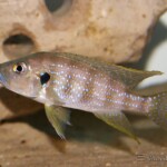 Greenwoodochromis christyi