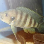 Greenwoodochromis christyi