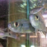 Haplotaxodon microlepis
