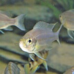 Haplotaxodon microlepis