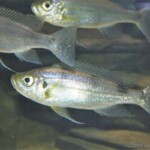 Haplotaxodon microlepis