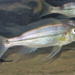 Haplotaxodon microlepis