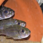 Haplotaxodon microlepis