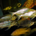Haplotaxodon microlepis