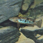 Lepidiolamprologus attenuatus