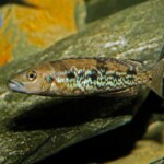 Lepidiolamprologus attenuatus