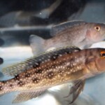 Lepidiolamprologus elongatus