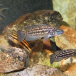 Lepidiolamprologus kendalli