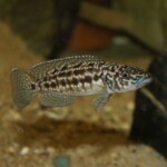 Lepidiolamprologus kendalli