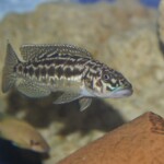 Lepidiolamprologus kendalli