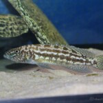 Lepidiolamprologus kendalli Nkambae