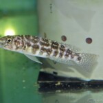 Lepidiolamprologus kendalli jeune