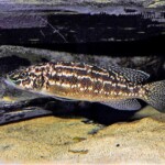 Lepidiolamprologus kendalli