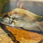 Lepidiolamprologus lemairii Uvira