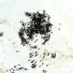 Lepidiolamprologus lemairii Uvira alvins