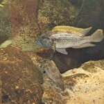 Lepidiolamprologus lemairii Uvira couple