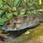 Lepidiolamprologus lemairii Uvira femelle