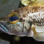 Lepidiolamprologus lemairii Uvira gros plan