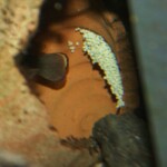 Lepidiolamprologus lemairii Uvira ponte
