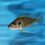 Limnochromis abeelei