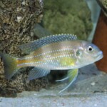 Limnochromis auritus