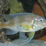 Limnochromis auritus