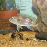 Limnochromis auritus