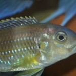Limnochromis auritus
