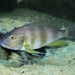 Limnochromis staneri