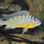 Limnotilapia dardeni