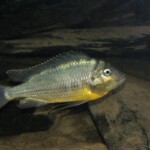 Limnotilapia dardeni