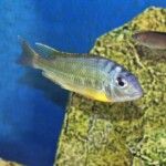 Limnotilapia dardeni