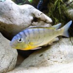 Limnotilapia dardeni