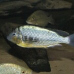Limnotilapia dardeni