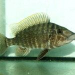 Lobochilotes labiatus