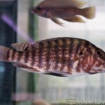 Lobochilotes labiatus