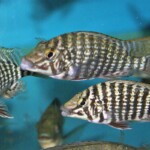 Lobochilotes labiatus