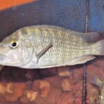 Lobochilotes labiatus