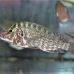 Lobochilotes labiatus