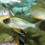 Ophtalmotilapia nasuta Sela