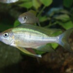 Ophtalmotilapia nasuta Sela