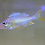 Ophthalmotilapia ventralis